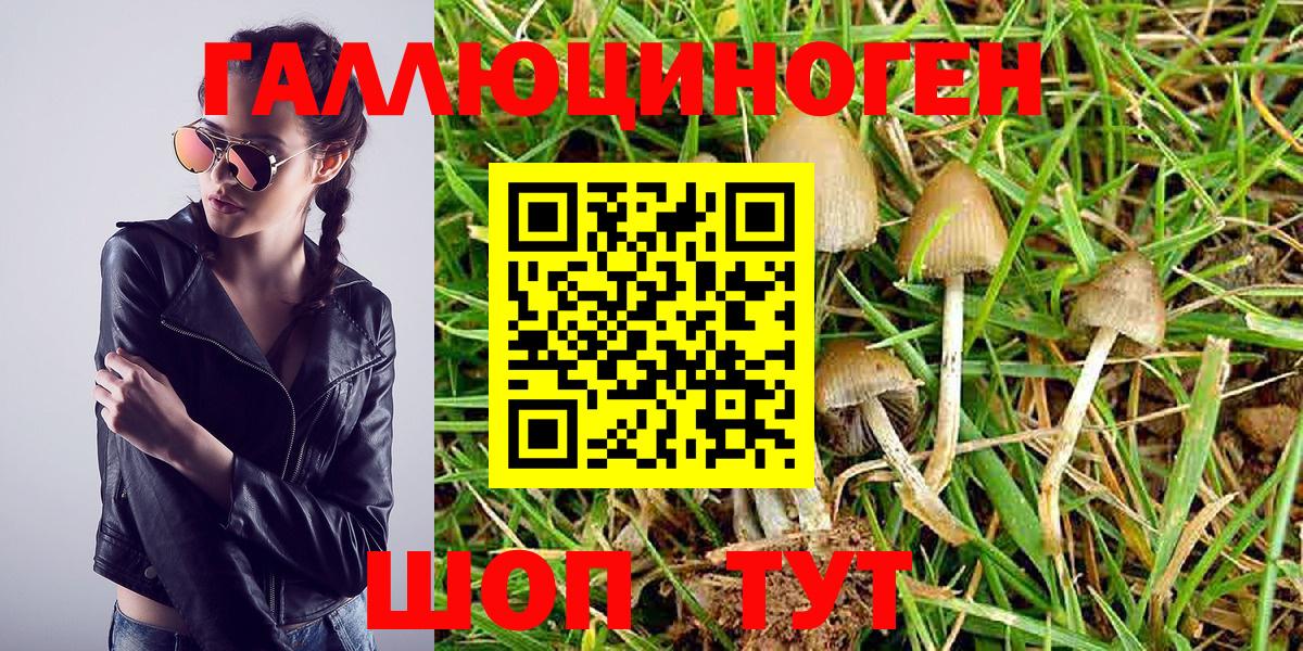 Городец  Псилоцибиновые грибы Psilocybe  Вход с VPN 